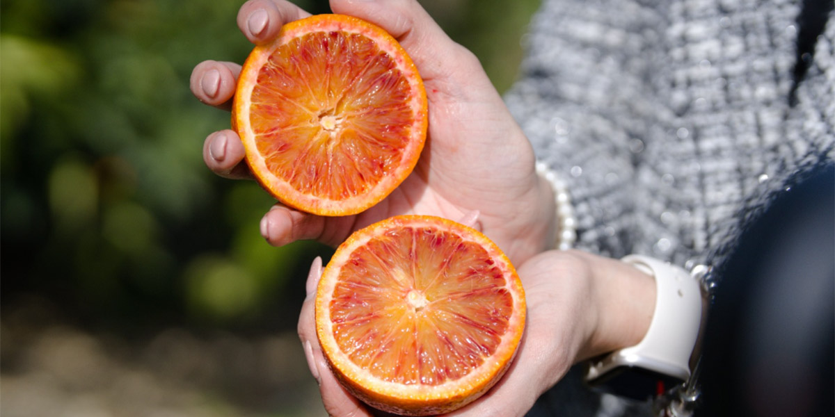 OP Esperidio: bilancio positivo per le arance Pure Red
